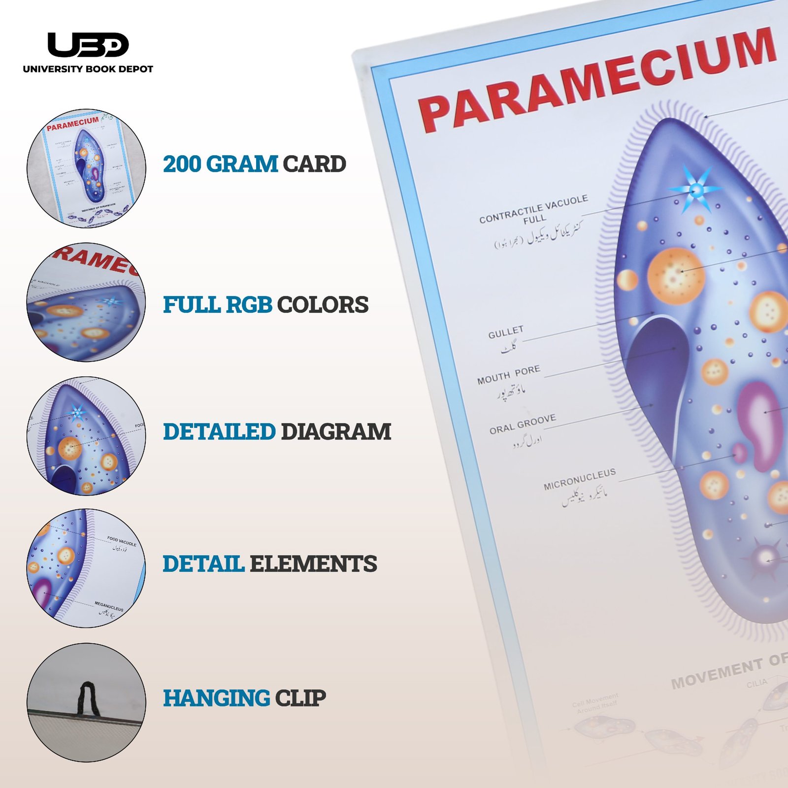 Paramecium Wall Poster | Wall Chart For Science Labs Decoration - Image 3
