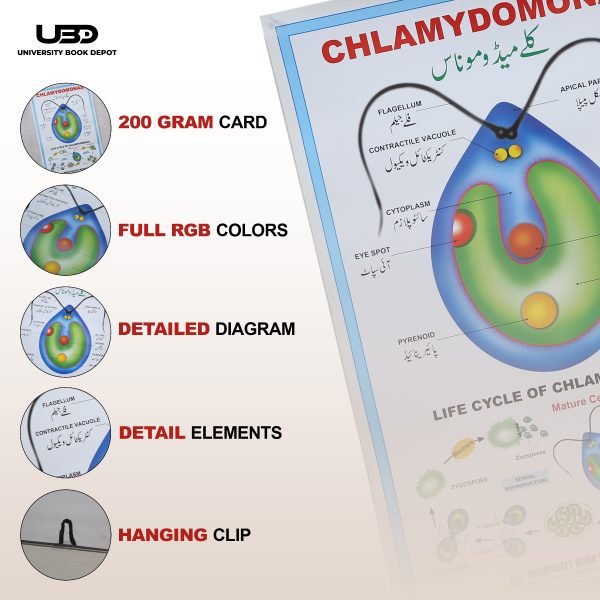 Chlamydomonas Wall Poster | Chlamydomonas Unicellular Green Algae Structure on Wall Chart - Image 3