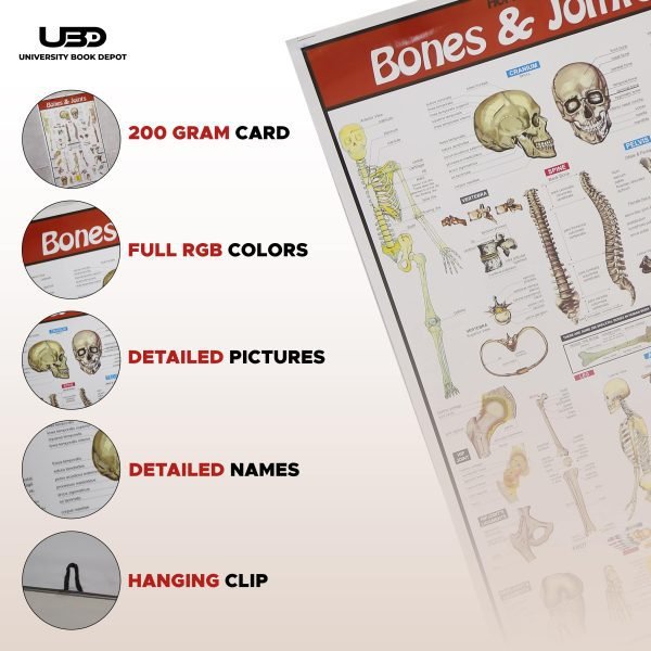 Bones and Joints Science Wall Chart - Image 3