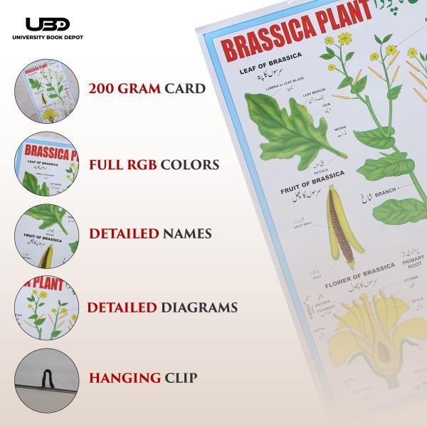 Brassica Plant Wall Chart | Wall Posters for Science | - Image 3
