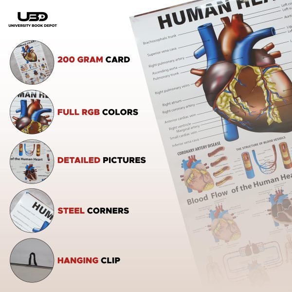 Human Heart Wall Chart | Wall Poster for Science Lab and clinics Decoration | - Image 3