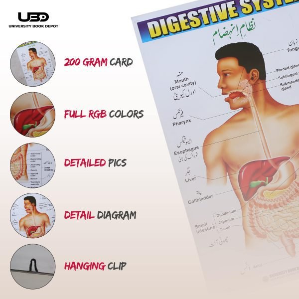 Digestive System in Human Wall Chart - Image 3