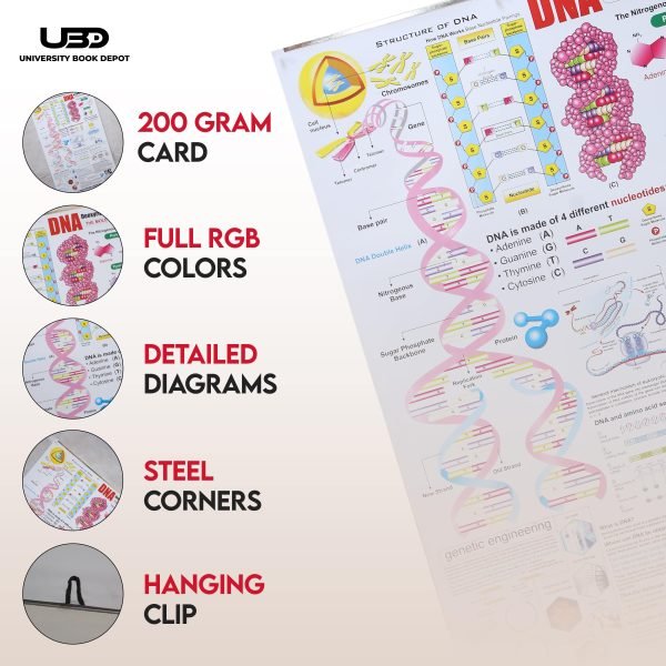 Structure of DNA Wall Chart - Image 3
