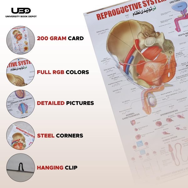 Reproductive System in Men Wall Chart - Image 3