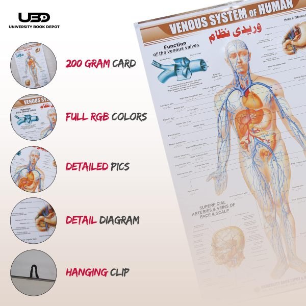 Venous System in Humans Wall Chart - Image 3