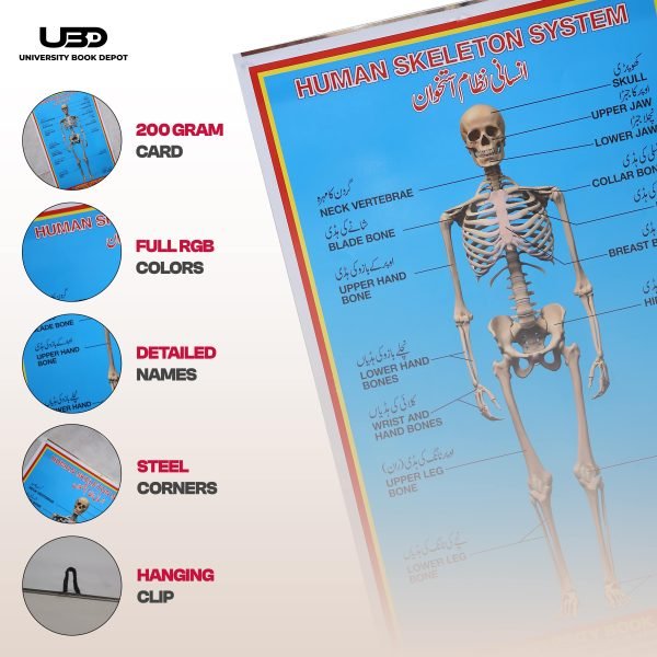 Human Skeleton System Wall Chart - Image 3