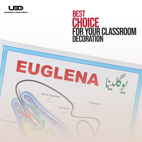 Euglena Wall Poster | Wall Chart For Science Labs Decoration - Image 4