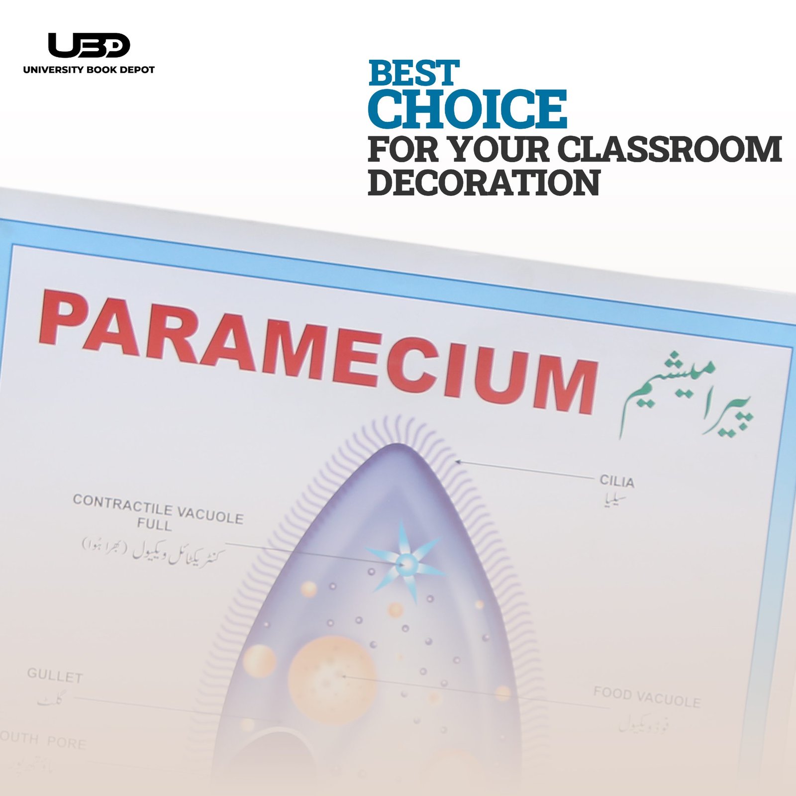 Paramecium Wall Poster | Wall Chart For Science Labs Decoration - Image 4