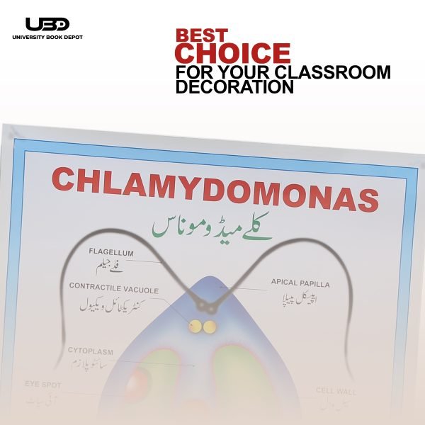 Chlamydomonas Wall Poster | Chlamydomonas Unicellular Green Algae Structure on Wall Chart - Image 4