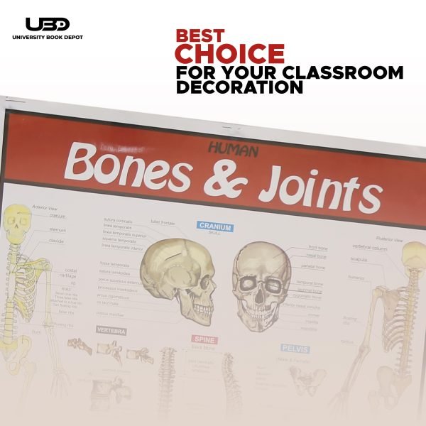 Bones and Joints Science Wall Chart - Image 4