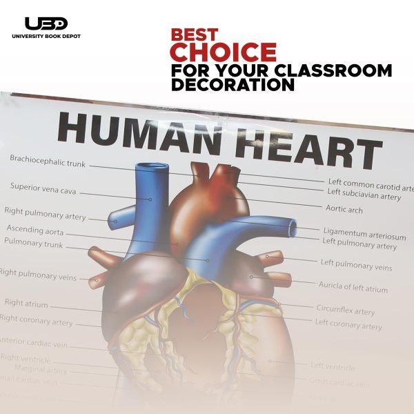 Human Heart Wall Chart | Wall Poster for Science Lab and clinics Decoration | - Image 4