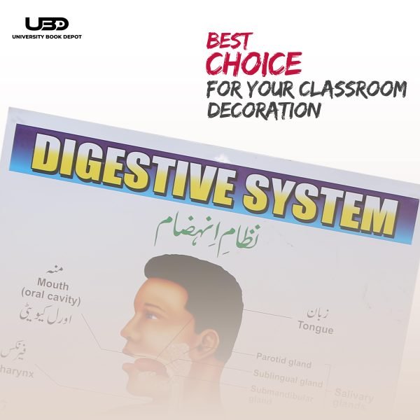 Digestive System in Human Wall Chart - Image 4