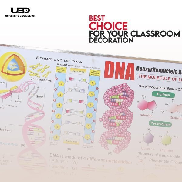 Structure of DNA Wall Chart - Image 4