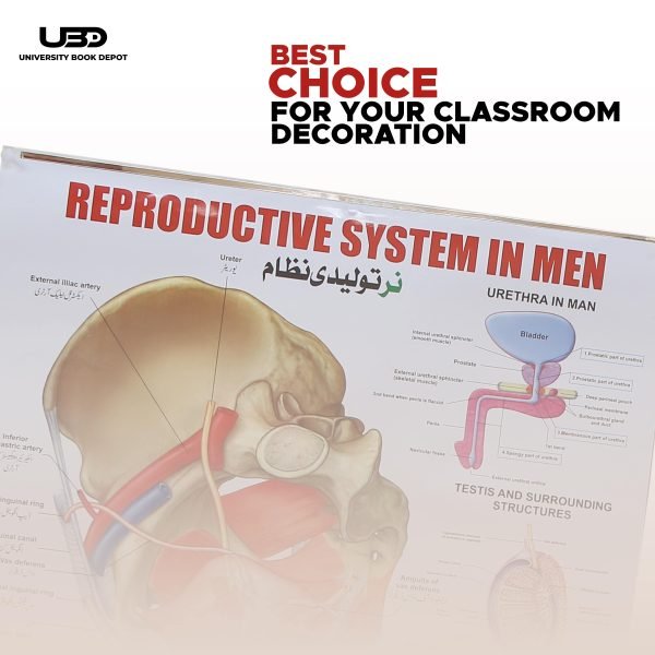 Reproductive System in Men Wall Chart - Image 4