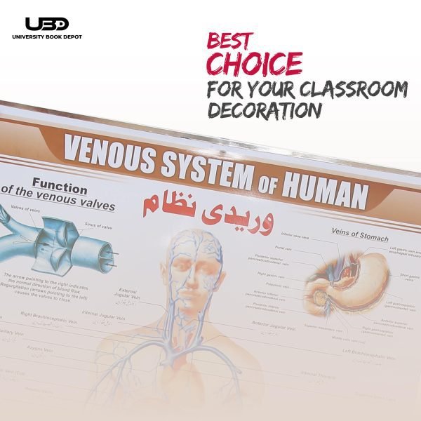 Venous System in Humans Wall Chart - Image 4