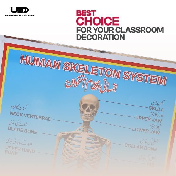 Human Skeleton System Wall Chart - Image 4