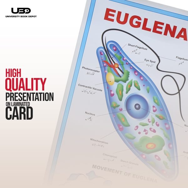 Euglena Wall Poster | Wall Chart For Science Labs Decoration - Image 5