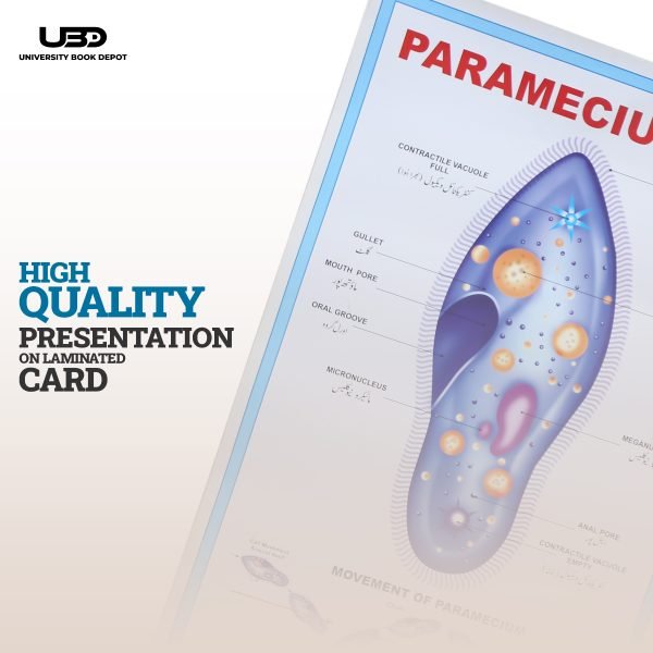 Paramecium Wall Poster | Wall Chart For Science Labs Decoration - Image 5