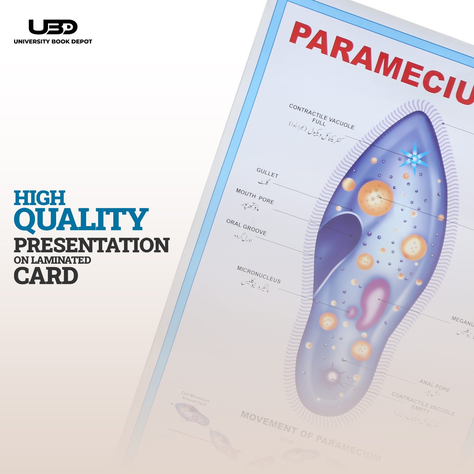 Paramecium Wall Poster | Wall Chart For Science Labs Decoration - Image 5