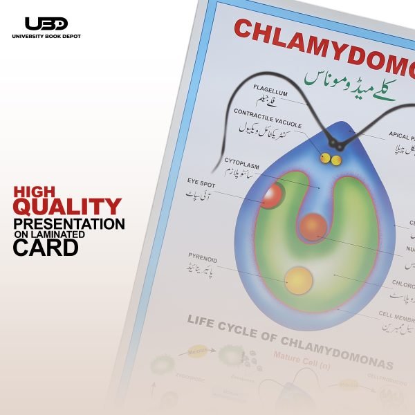 Chlamydomonas Wall Poster | Chlamydomonas Unicellular Green Algae Structure on Wall Chart - Image 5