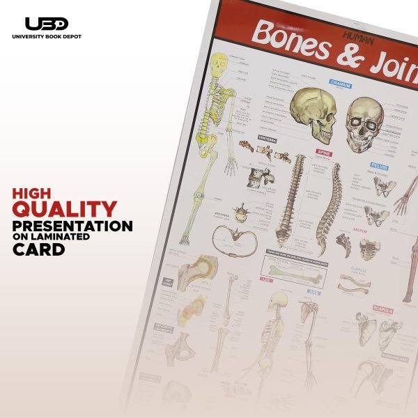 Bones and Joints Science Wall Chart - Image 5
