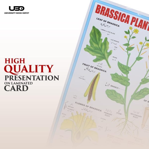Brassica Plant Wall Chart | Wall Posters for Science | - Image 5