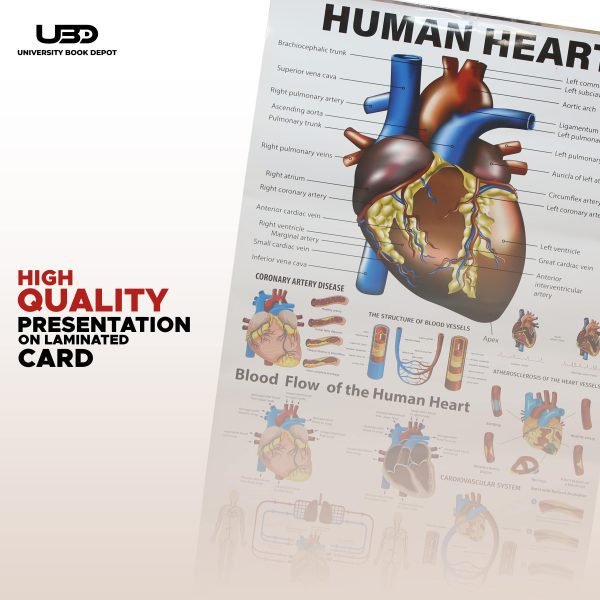 Human Heart Wall Chart | Wall Poster for Science Lab and clinics Decoration | - Image 5
