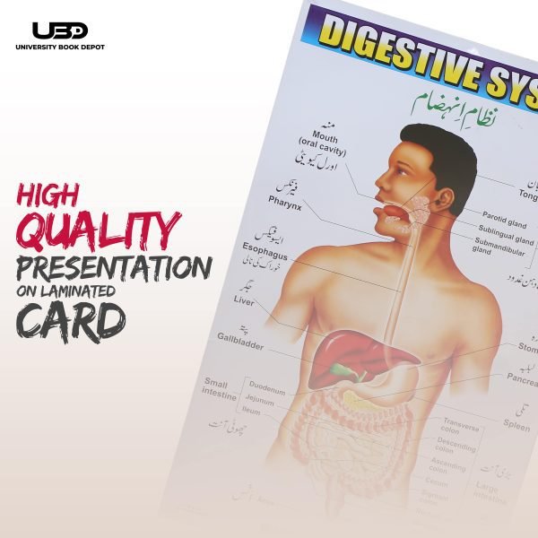 Digestive System in Human Wall Chart - Image 5