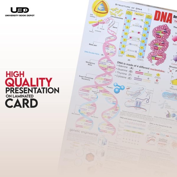 Structure of DNA Wall Chart - Image 5