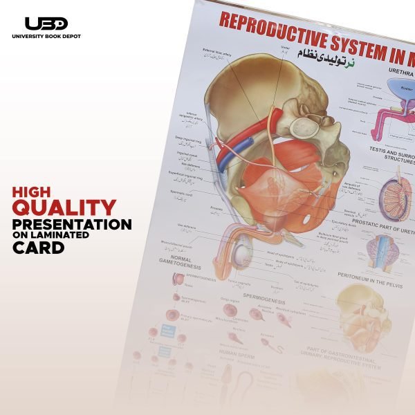 Reproductive System in Men Wall Chart - Image 5