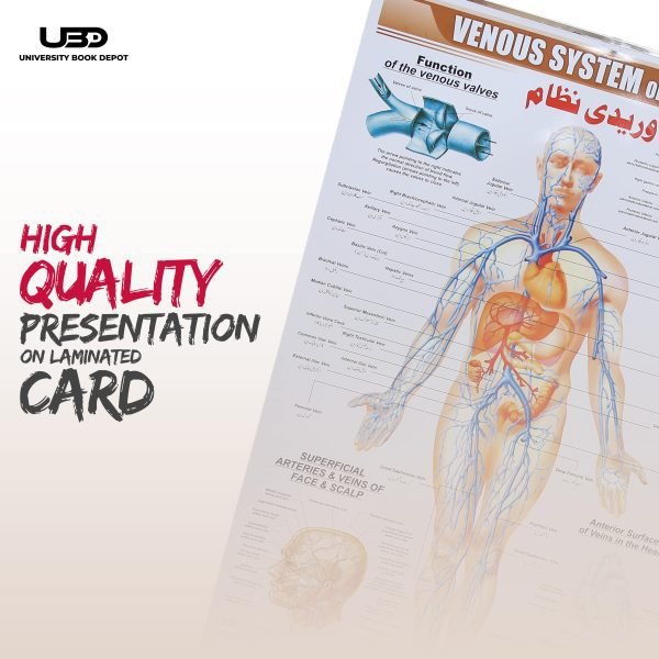 Venous System in Humans Wall Chart - Image 5