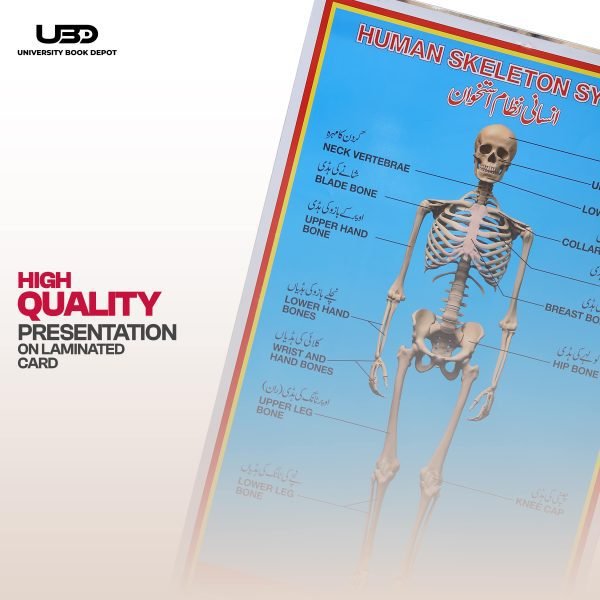 Human Skeleton System Wall Chart - Image 5