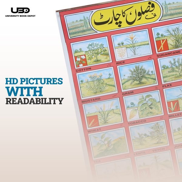 Different Type of Crops Wall Charts | Wall Poster of Crops with Pictures - Image 6