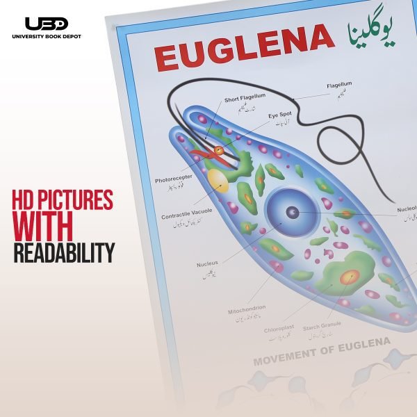 Euglena Wall Poster | Wall Chart For Science Labs Decoration - Image 6