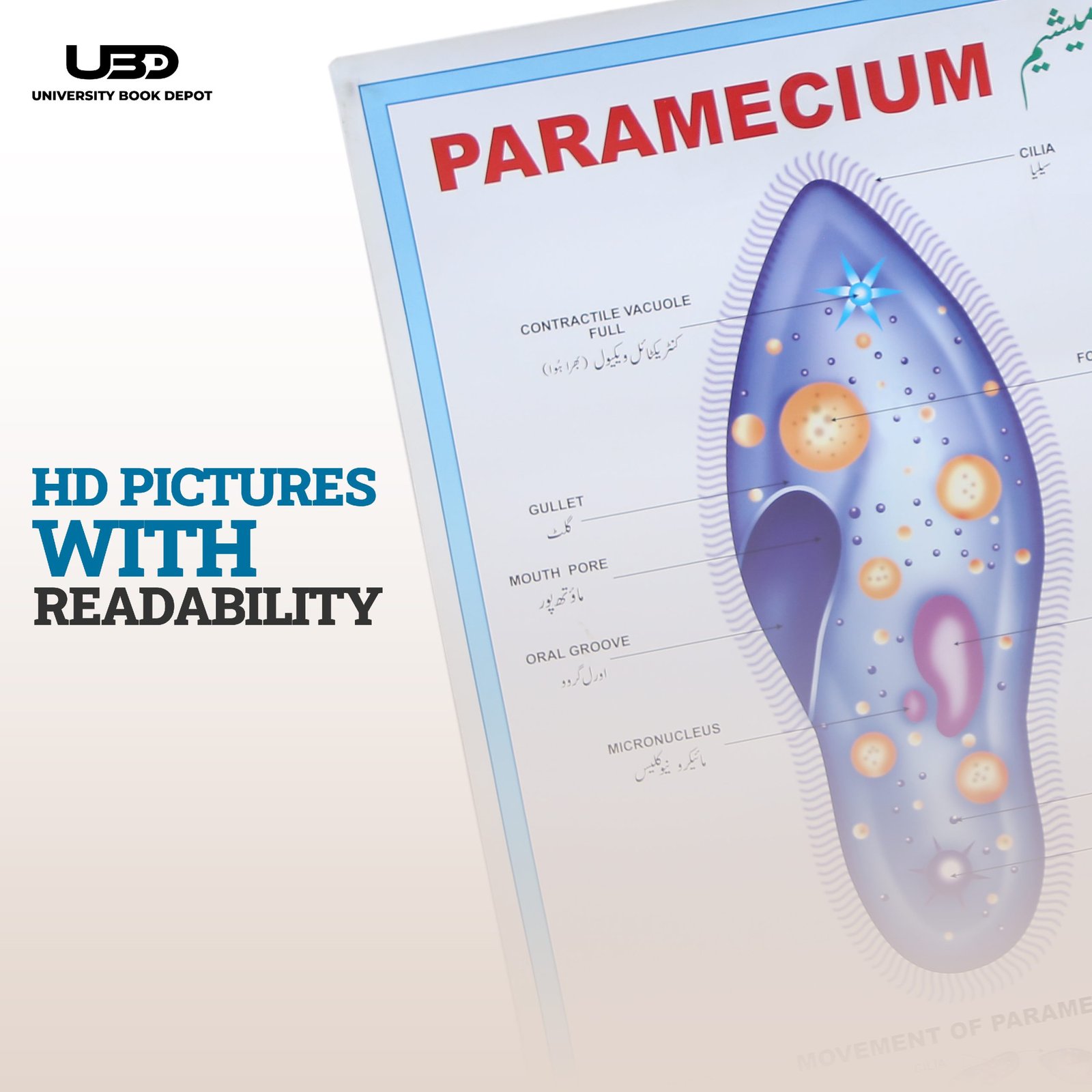 Paramecium Wall Poster | Wall Chart For Science Labs Decoration - Image 6
