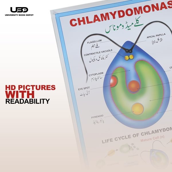 Chlamydomonas Wall Poster | Chlamydomonas Unicellular Green Algae Structure on Wall Chart - Image 6