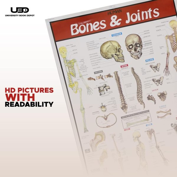 Bones and Joints Science Wall Chart - Image 6