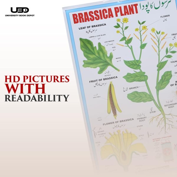 Brassica Plant Wall Chart | Wall Posters for Science | - Image 6