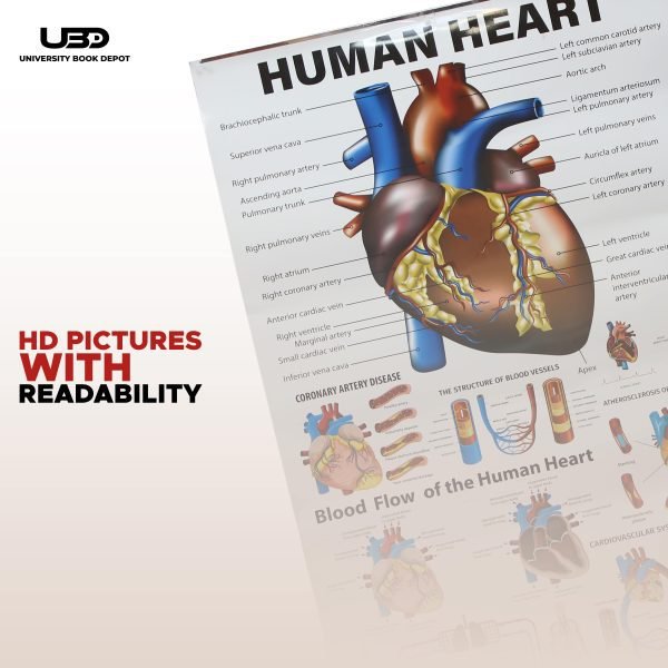 Human Heart Wall Chart | Wall Poster for Science Lab and clinics Decoration | - Image 6