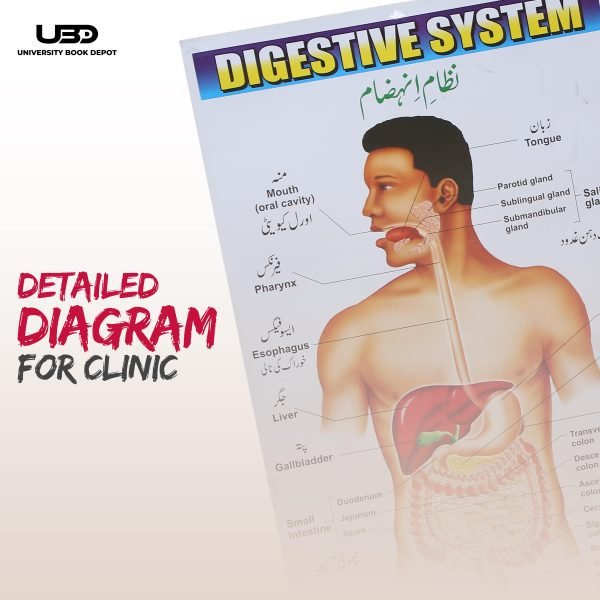 Digestive System in Human Wall Chart - Image 6