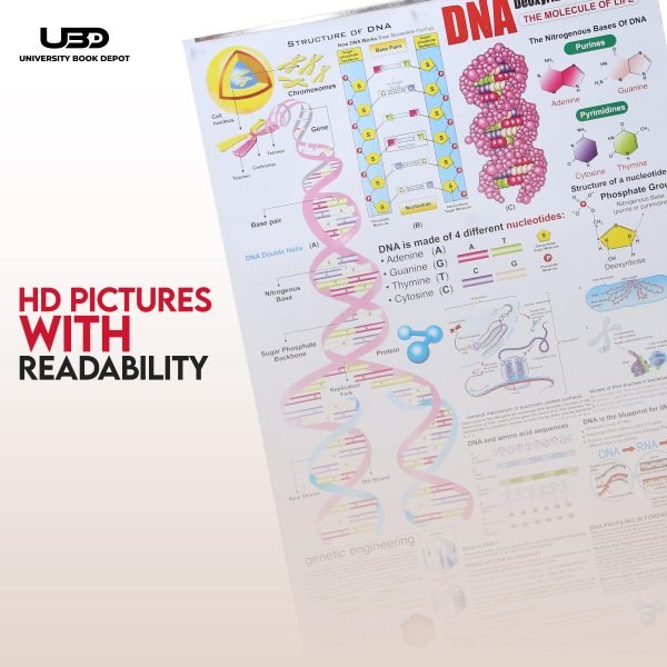 Structure of DNA Wall Chart - Image 6