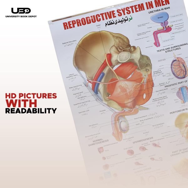 Reproductive System in Men Wall Chart - Image 6