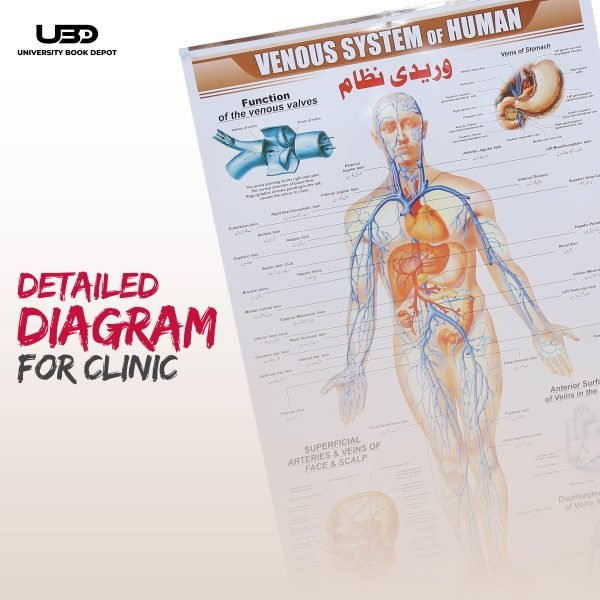 Venous System in Humans Wall Chart - Image 6