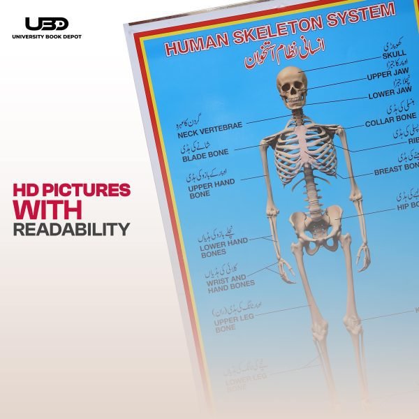 Human Skeleton System Wall Chart - Image 6
