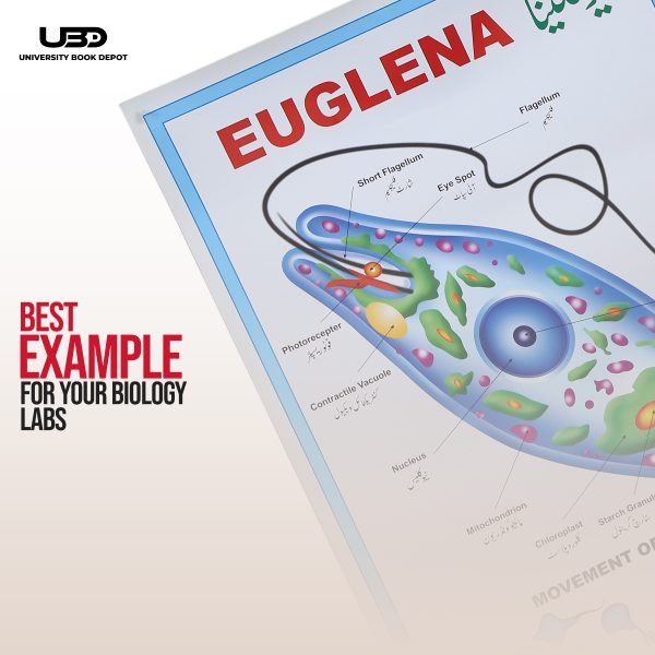 Euglena Wall Poster | Wall Chart For Science Labs Decoration - Image 7