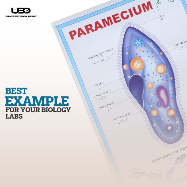 Paramecium Wall Poster | Wall Chart For Science Labs Decoration - Image 7