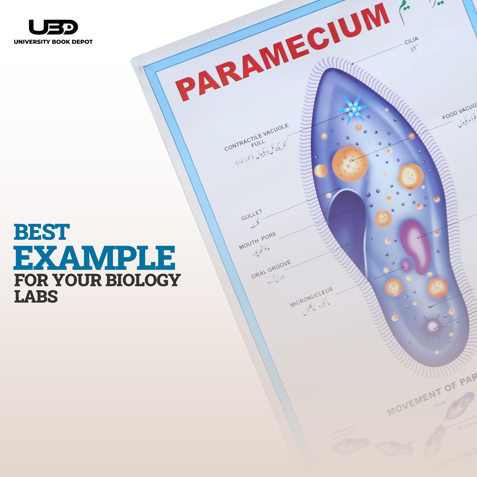 Paramecium Wall Poster | Wall Chart For Science Labs Decoration - Image 7