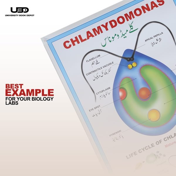 Chlamydomonas Wall Poster | Chlamydomonas Unicellular Green Algae Structure on Wall Chart - Image 7