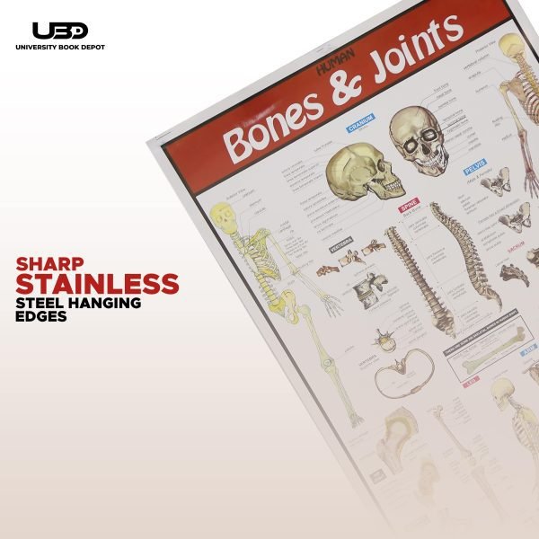 Bones and Joints Science Wall Chart - Image 7