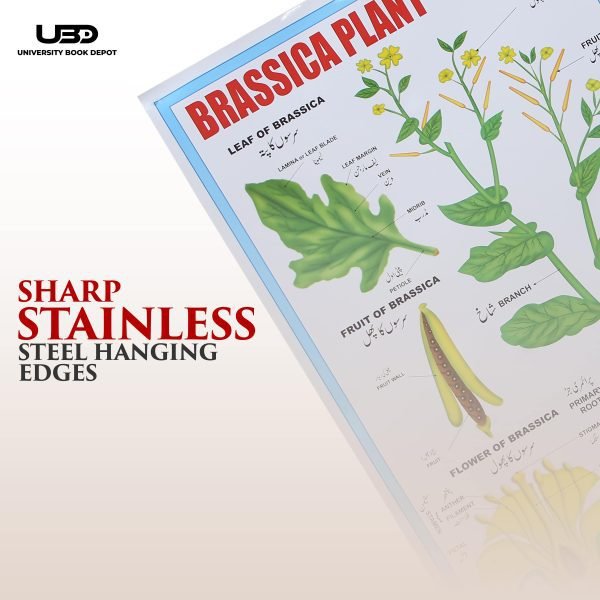 Brassica Plant Wall Chart | Wall Posters for Science | - Image 7